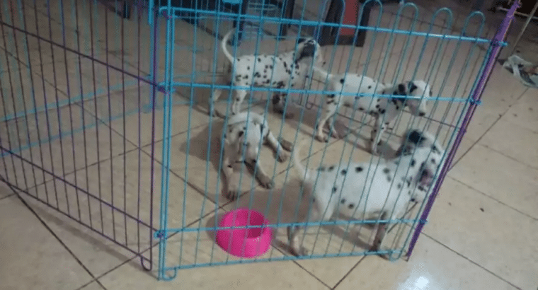 JuaL Anjing DaLmatian 101