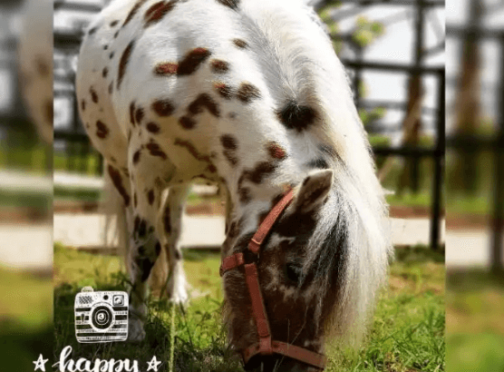 Kuda Mini Appaloosa (Import)