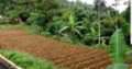 Jual Tanah 300 m2 di Puncak (Cisarua,Bogor) – Cocok u/Villa (ISTIMEWA)