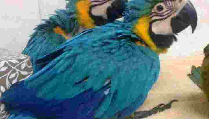 Jual Burung Macaw Dengan Harga Murah