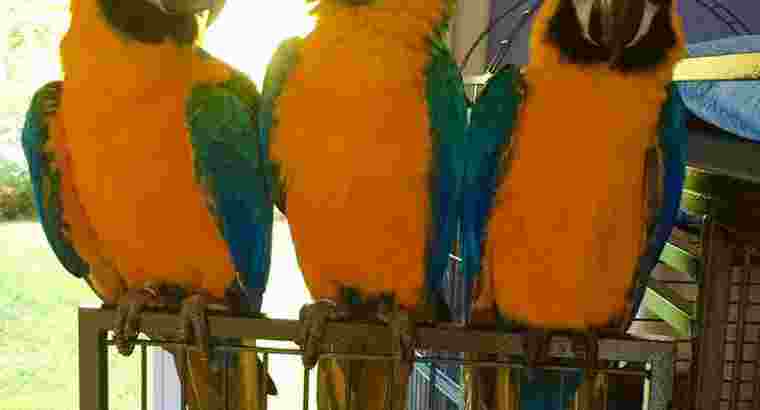 Jual Burung Macaw Parrot dan Kakatua