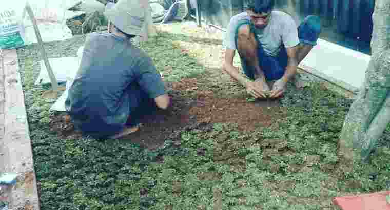 rumput gajah mini dll