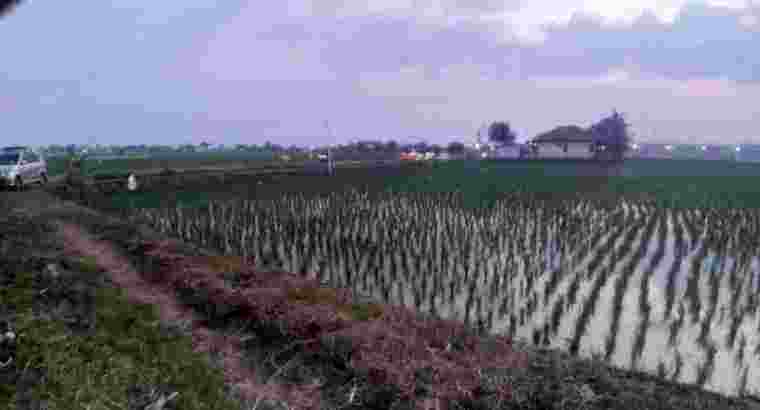 jual tanah sawah