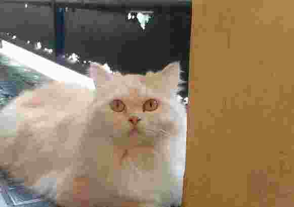 kucing persia medium asli best quality