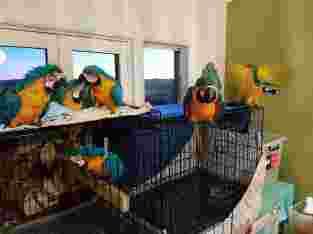 Jual Burung Macaw Blue And Gold Usia 7 Bulan