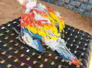 Jual burung macaw scarlet baby