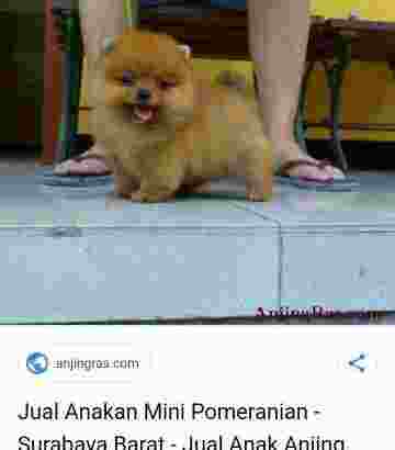 anjing super mini pom