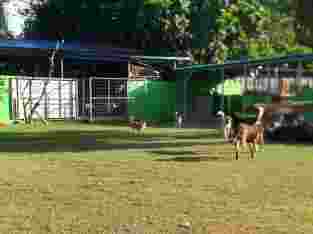 Penitipan Anjing di Denpasar