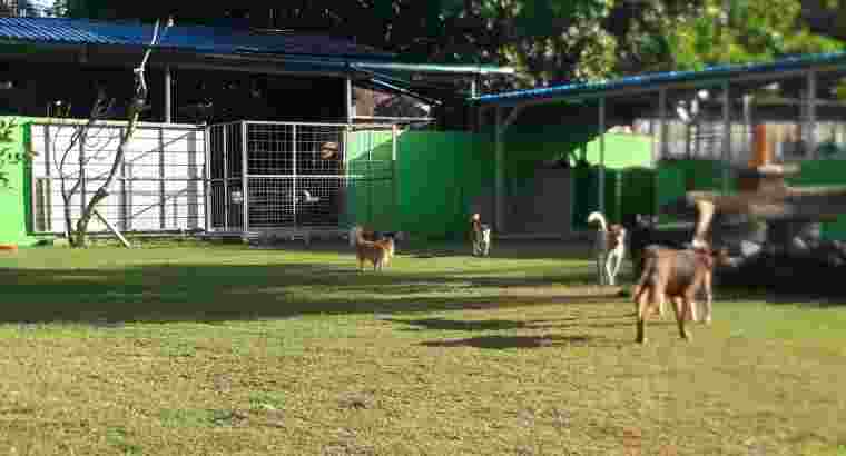 Penitipan Anjing di Denpasar