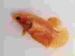Ikan cupang female yellow 01