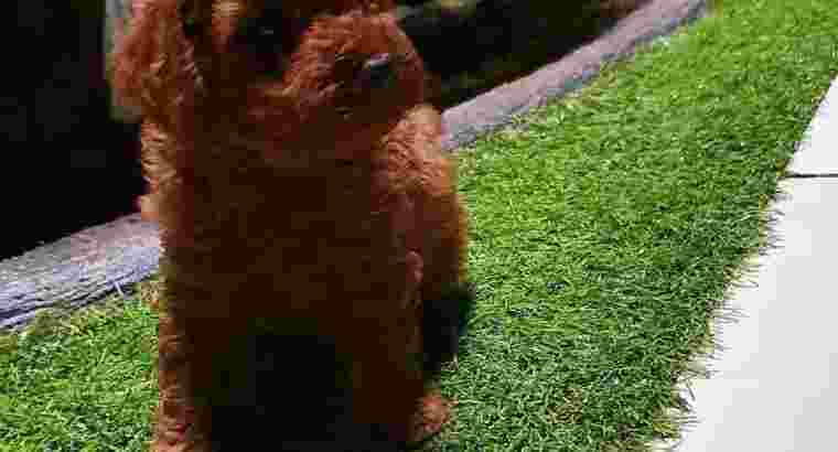 Red poodle anak import