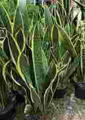 bibit tanaman Sansevieria Trifasciata

super