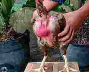 Ayam Babon/Biang Saigon Batik Bulbi