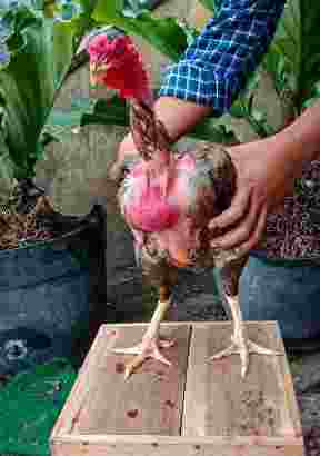 Ayam Babon/Biang Saigon Batik Bulbi