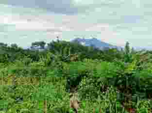 Tanah Desa Sukagalih Puncak-Bogor
