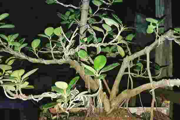 tanaman bonsai pengeriman melali via jne&jnt