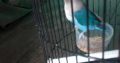 dijual burung Lovebird mulus ,kicauan mantap,wilayah Palembang ,hubungi 082279091249