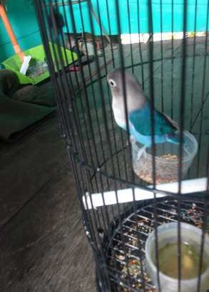 dijual burung Lovebird mulus ,kicauan mantap,wilayah Palembang ,hubungi 082279091249
