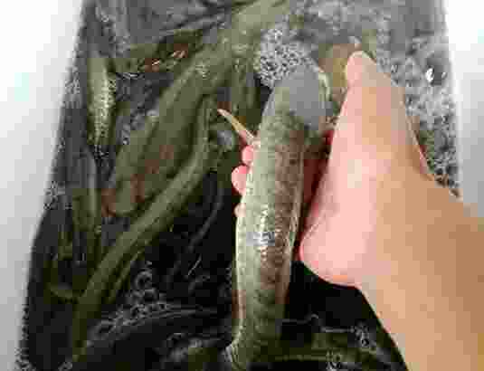 Jual ikan gabus medium size