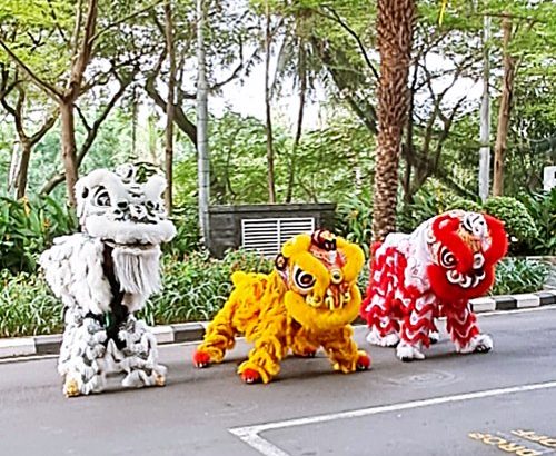 Sewa Barongsai Liong Koh Denis